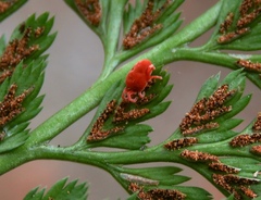 Trombidium holosericeum