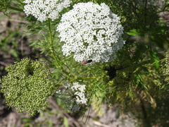 Cosmoclopius poecilus