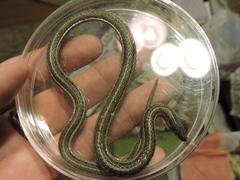 Tropidoclonion lineatum