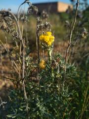 Helichrysum stoechas