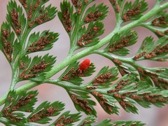 Trombidium holosericeum