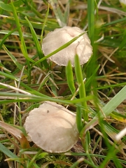 Panaeolus foenisecii