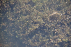 Ceratophyllum submersum