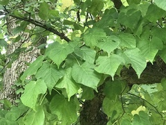 Tilia × europaea
