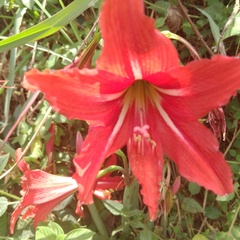 Hippeastrum reginae