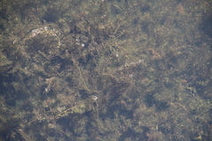 Ceratophyllum submersum
