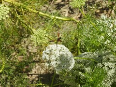 Mischocyttarus drewseni