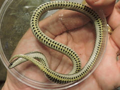 Tropidoclonion lineatum