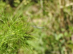 Ischnura fluviatilis