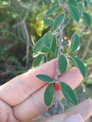 Cotoneaster pannosus