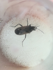 Rhyparochromus