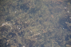 Ceratophyllum submersum