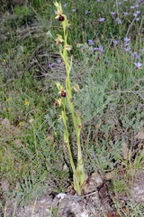 Ophrys sphegodes