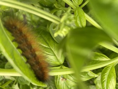 Arctiinae