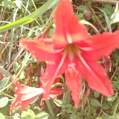Hippeastrum reginae