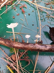 Marasmiellus candidus