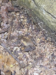 Microhyla superciliaris