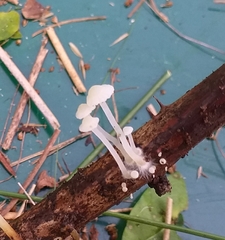 Marasmiellus candidus