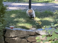 Sciurus carolinensis