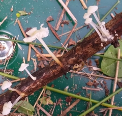 Marasmiellus candidus