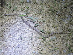 Tropidoclonion lineatum