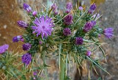 Carduus cephalanthus