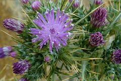 Carduus cephalanthus