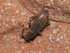Brachyderes incanus