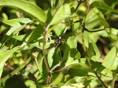 Phiale roburifoliata