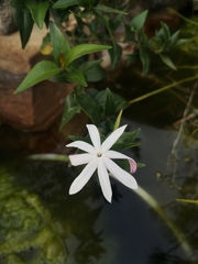Jasminum multipartitum