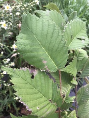 Ulmus americana