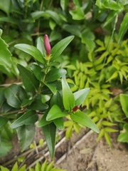 Jasminum multipartitum