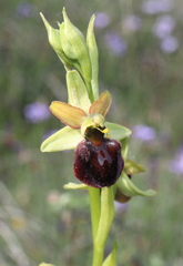 Ophrys sphegodes