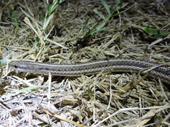 Tropidoclonion lineatum