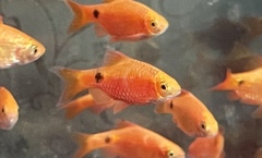 Rosy Barb photo 3