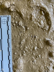 Oryzomys palustris