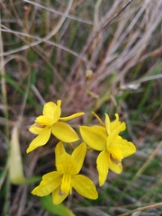 Cyanella lutea