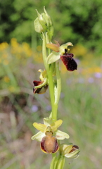 Ophrys sphegodes