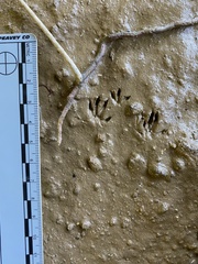 Oryzomys palustris