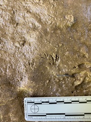 Oryzomys palustris