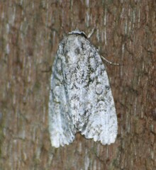 Acronicta retardata