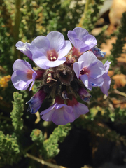 Polemonium eximium