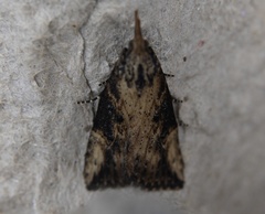 Hypena humuli