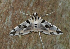 Conchylodes salamisalis