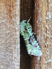 Lacinipolia implicata