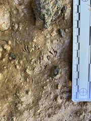 Oryzomys palustris