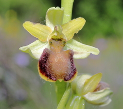 Ophrys sphegodes