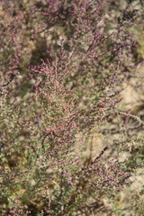 Suaeda prostrata