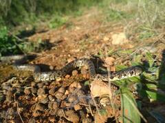 Hemorrhois hippocrepis