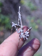 Empusa binotata